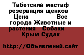 Тибетский мастиф резервация щенков › Цена ­ 100 000 - Все города Животные и растения » Собаки   . Крым,Судак